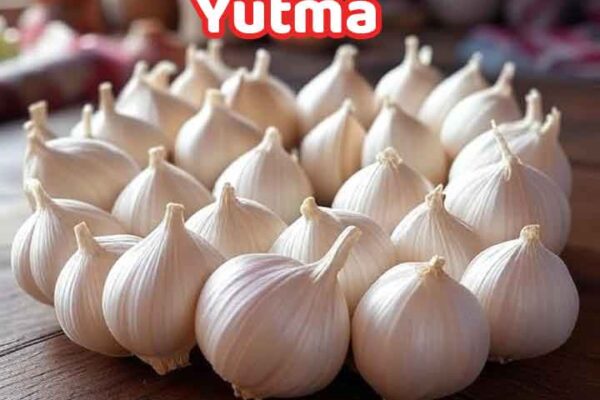 41 gün sarımsak kürüne dair bir bilgiler