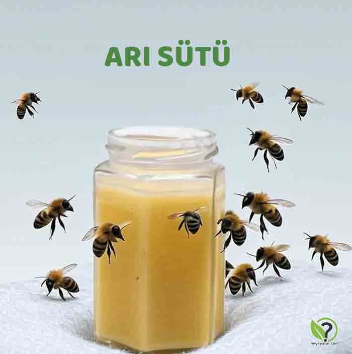 arı sütü görseli