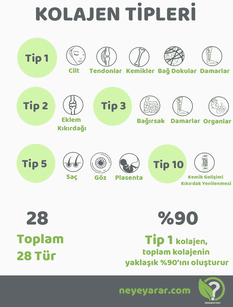 kolajen tipleri ve ayrıntıları