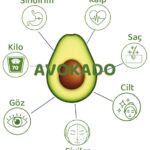 Avokadonun Faydaları Üzerine Kapsamlı Bir Rehber