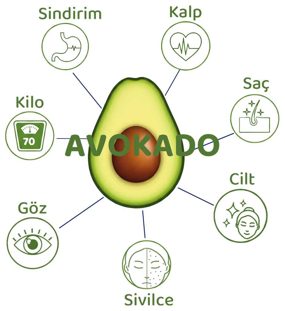 avokado faydaları hakkında bilgi
