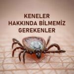 Keneler Hakkında Bilinmesi Gerekenler