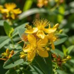 Kantaron: Cilt Sorunları ve Yara İyileşmesi