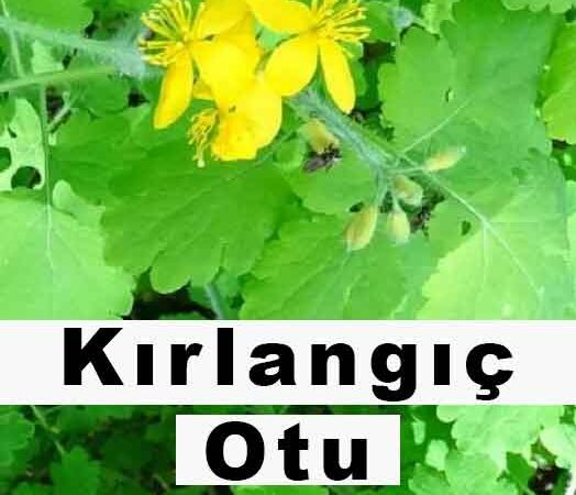 Kırlangıç Otu Neye Yarar?